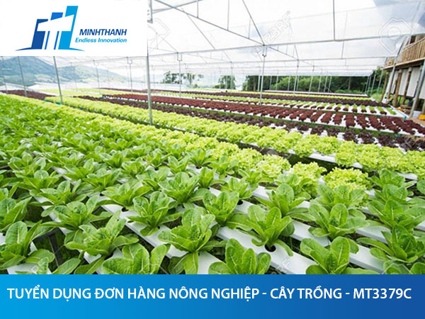 Tuyển dụng đơn hàng nông nghiệp – Cây trồng – MT3379C