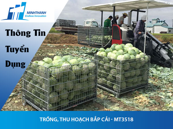 Tuyển dụng đơn hàng Trồng, thu hoạch bắp cải – MT3518
