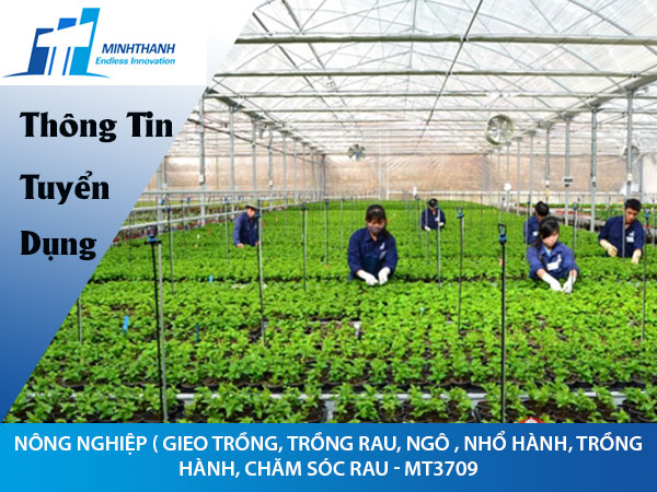 Tuyển dụng đơn hàng nông nghiệp ( gieo trồng, trồng rau, ngô , nhổ hành, trồng hành, chăm sóc rau – MT3709