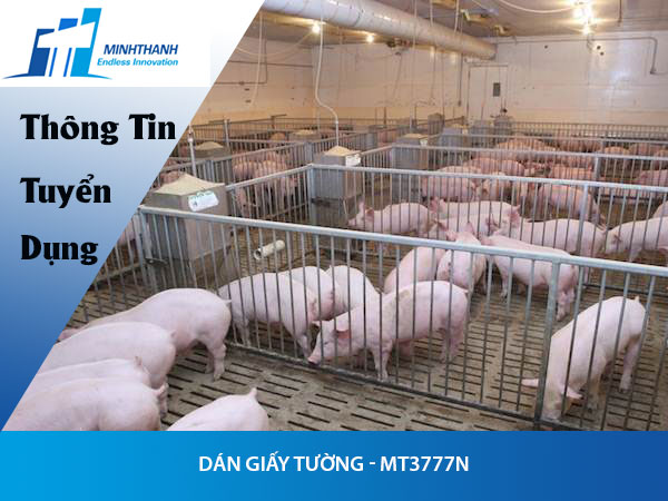 Tuyển dụng đơn hàng chăn nuôi heo lấy thịt – MT3773BS