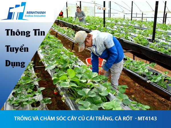 Tuyển dụng đơn hàng nông nghiệp trồng và chăm sóc cây củ cái trắng, cà rốt  – MT4143
