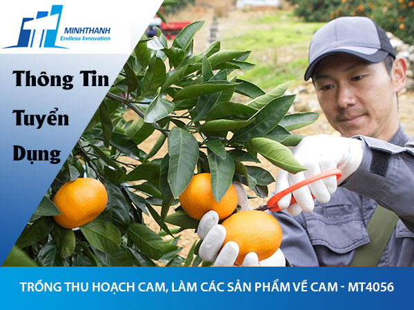 Tuyển dụng đơn hàng Trồng thu hoạch cam, làm các sản phẩm về cam – MT4056