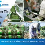 Tuyển dụng đơn hàng Thu hoạch, sơ chế vs đóng gói hành lá – MT439