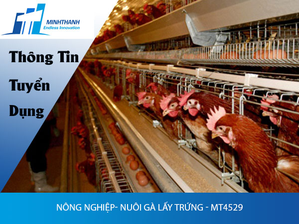 Tuyển dụng đơn hàng nông nghiệp- nuôi gà lấy trứng – MT4529